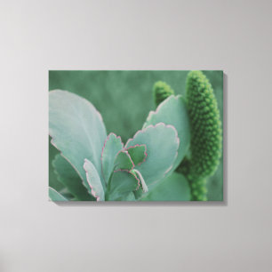 Toile Plantes du désert