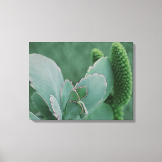 Toile Plantes du désert (Recto)