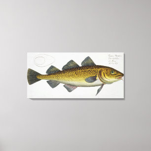 Toile Plat LXIV de morue (Gadus Morhua) de