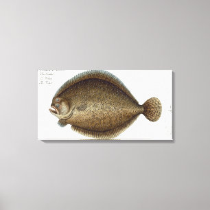 Toile Plat XLIX de turbot (Pleuronectes Maximus) de 'Ich