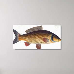 Toile Plat XVI de carpe (Cyprinus Carpio) de