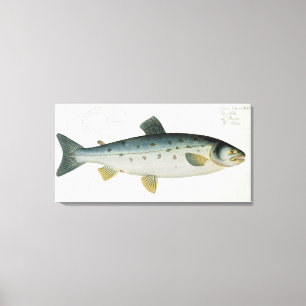 Toile Plate de saumon (Salmo Salar) XX de 'Ichthyologie,