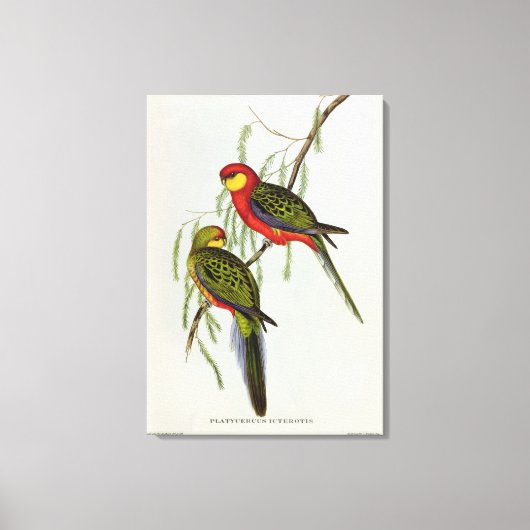 Toile Platycercus Icterotis (Recto)