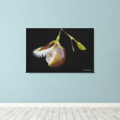 Toile Pleurothallis Cypripedioides (Insitu (Plancher de Bois))