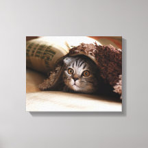 Plier de chat écossais Brown dans une couverture b