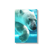 Plongeon d'ours polaire dans l'eau claire bleue (P