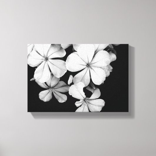 Toile Plumbago noir et blanc (Recto)