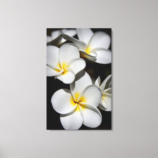 Toile Plumeria (Recto)