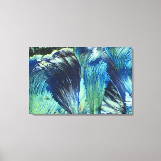 Toile Plumes (Recto)