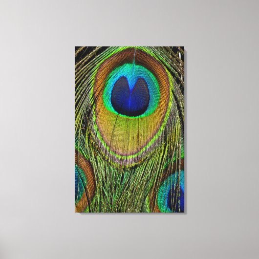 Toile Plumes de queue de paon mâle (Recto)