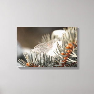 Toile Plumes Grises En Branche À feuillage persistant Ne