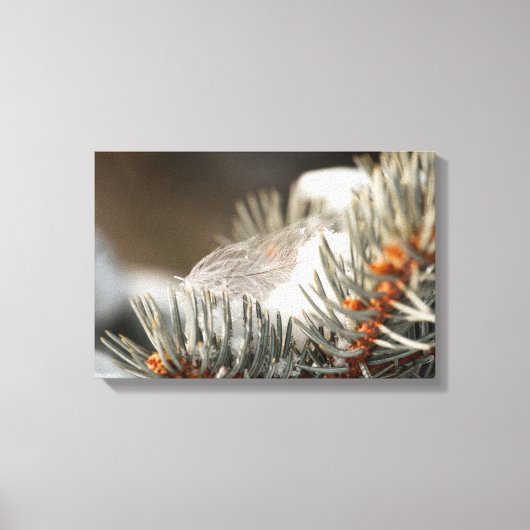 Toile Plumes Grises En Branche À feuillage persistant Ne (Recto)