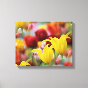 Toile Plusieurs tulipes colorées