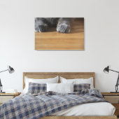 Toile Poches de chat (Insitu(Chambre))