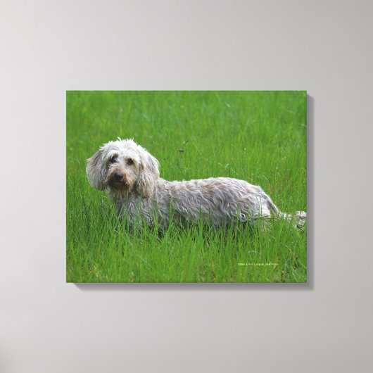 Toile Poil à fil standard Dachshund en herbe (Recto)
