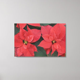 Toile Poinsettia rouge détail (Euphorbia pulcherrima)