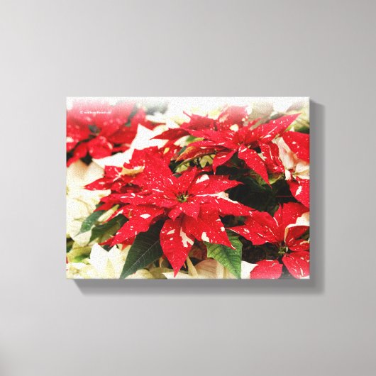 Toile Poinsettias Festive Rouge Blanc Floral (Recto)