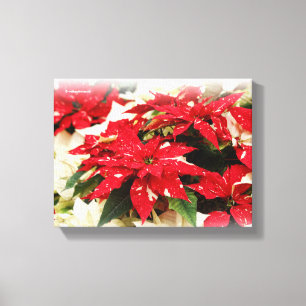 Toile Poinsettias Floraux Rouges et Blancs Festifs