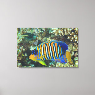 Toile Poisson-ange royal juvénile Pygoplites