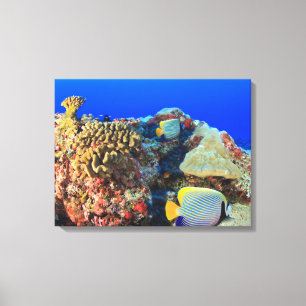 Toile Poisson-ange royal Pygoplites diacanthus),