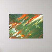 Poisson carpe Koi nageant dans un étang