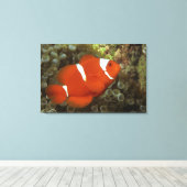 Toile Poisson clown de Maron avec anémone de mer (Insitu (Plancher de Bois))