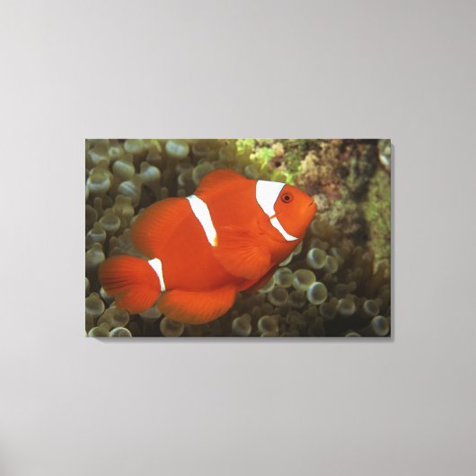 Toile Poisson clown de Maron avec anémone de mer (Recto)