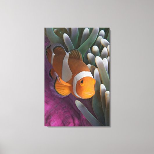 Toile Poisson clown occidental (Recto)