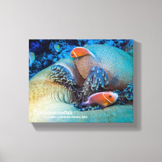 Toile Poisson-clown rose et anémone de mer (Recto)