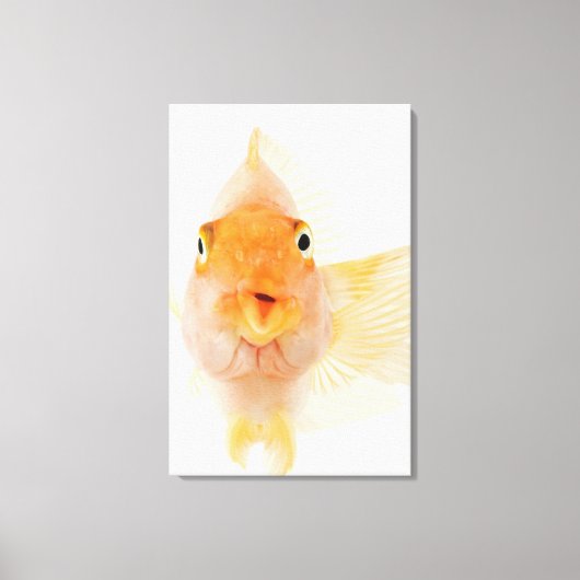 Toile Poisson d'eau douce tropicale (Recto)