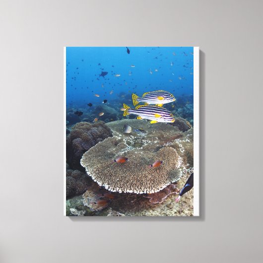 Toile Poisson Sweetlip (Recto)