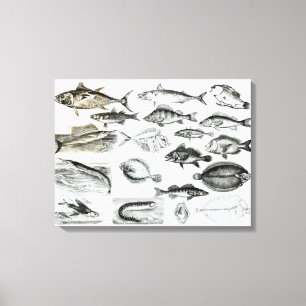 Toile Poissons osseux d'ichtyologie