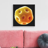 Toile pollen de pavot (Insitu(Salon))