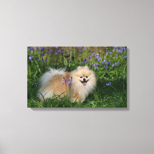 Toile Pomeranian se tenant regardant l'appareil-photo