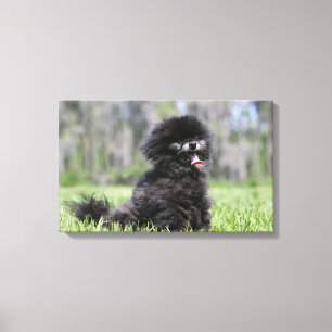 Toile Pomeranian supérieur noir