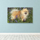 Toile Poméranie regarder la caméra dans les Bluebells (Insitu (Plancher de Bois))