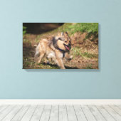 Toile Poméranien courant avec baudrier sur (Insitu (Plancher de Bois))