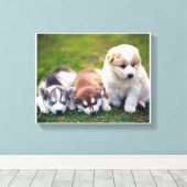 Toile Pomsky chiots Canvas (Insitu (Plancher de Bois))