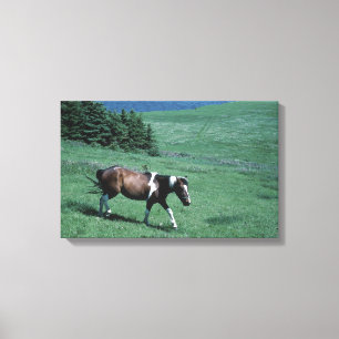 Toile Poney dans les pâturages
