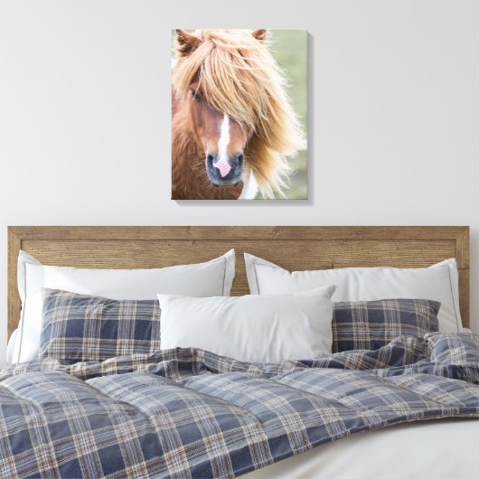 Toile Pony Shetland sur l'île d'Unst (Insitu(Chambre))