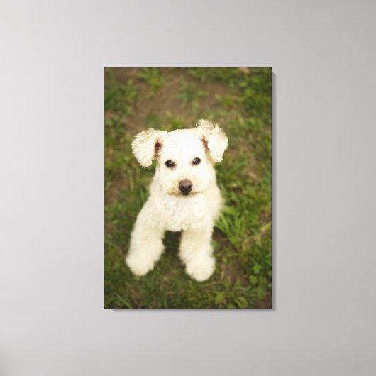 Toile Poodle (blanc) (Recto)