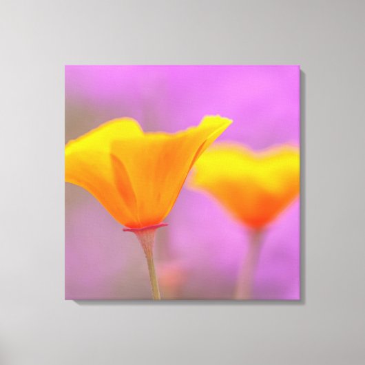 Toile Poppies (Recto)