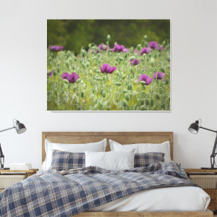 Toile Poppies pourpres dans la prairie florissante