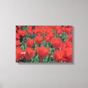 Toile Poppies rouges