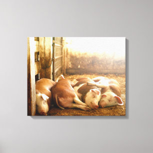 Toile Porcs se blottissants des images de Getty