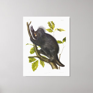 Toile Porcupine nord-américaine ou canadienne par Audubo
