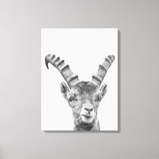 Toile Portrait animal capricorne noir et blanc (Recto)