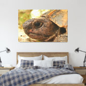 Toile Portrait Côté Gros D'Une Tortue Turque (Insitu(Chambre))
