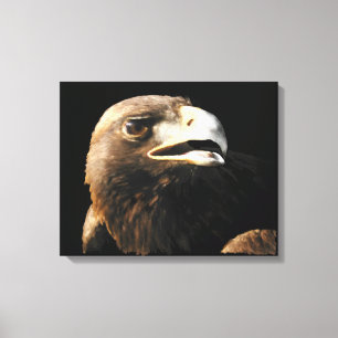Toile Portrait d'aigle doré