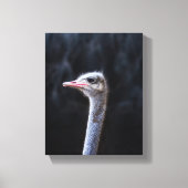 Toile portrait d'autruche (Recto)